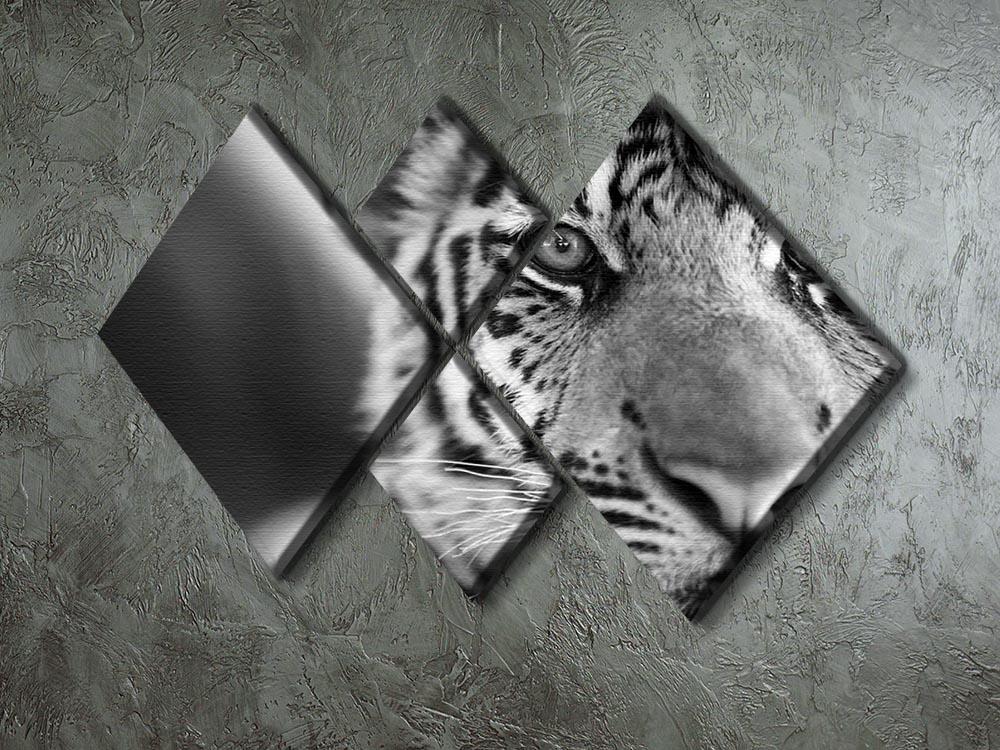 Beautiful young tiger 4 Square Multi Panel Canvas - Canvas Art Rocks - 2