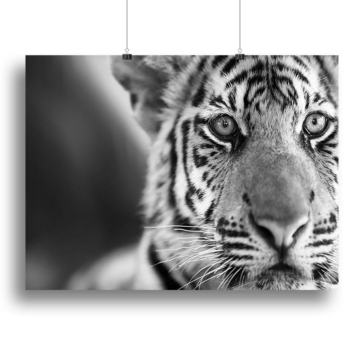 Beautiful young tiger Canvas Print or Poster