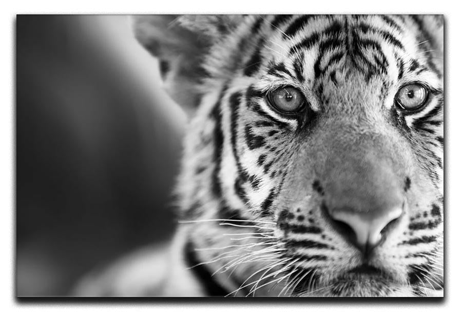 Beautiful young tiger Canvas Print or Poster - Canvas Art Rocks - 1