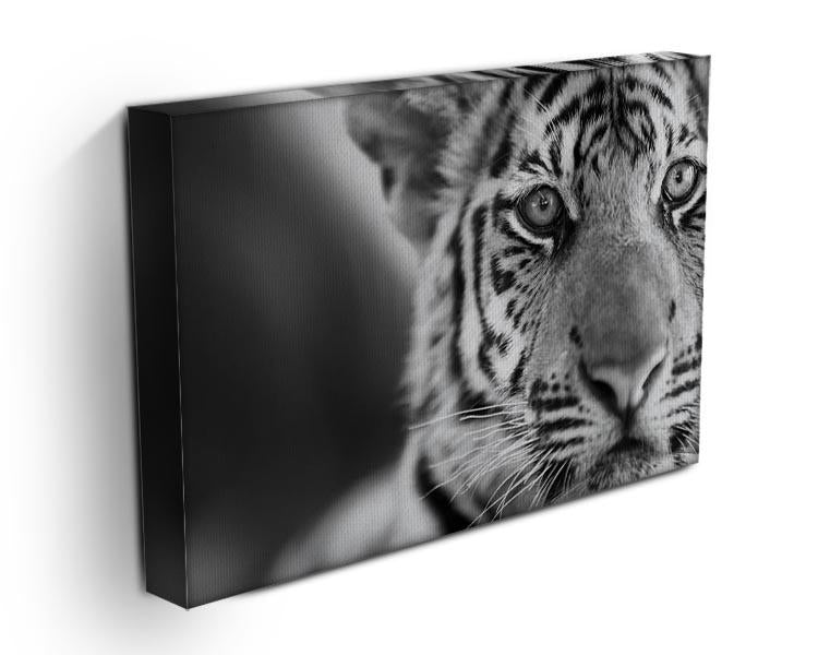 Beautiful young tiger Canvas Print or Poster - Canvas Art Rocks - 3