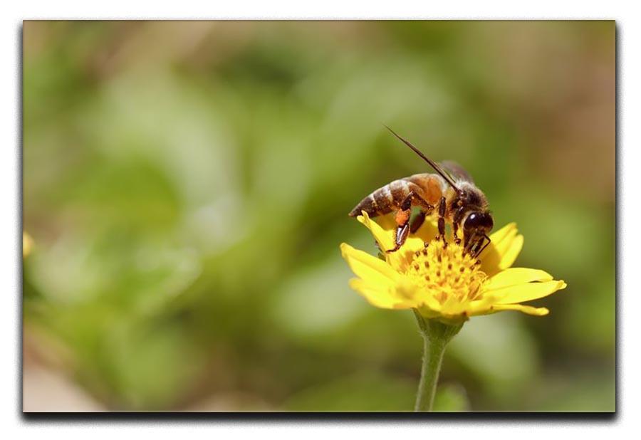 Bee and small sunflower Canvas Print or Poster  - Canvas Art Rocks - 1