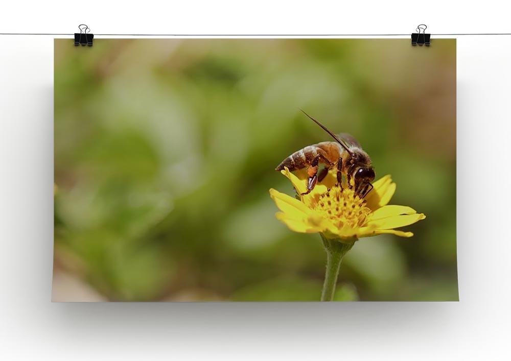 Bee and small sunflower Canvas Print or Poster - Canvas Art Rocks - 2