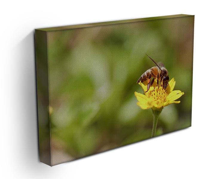 Bee and small sunflower Canvas Print or Poster - Canvas Art Rocks - 3