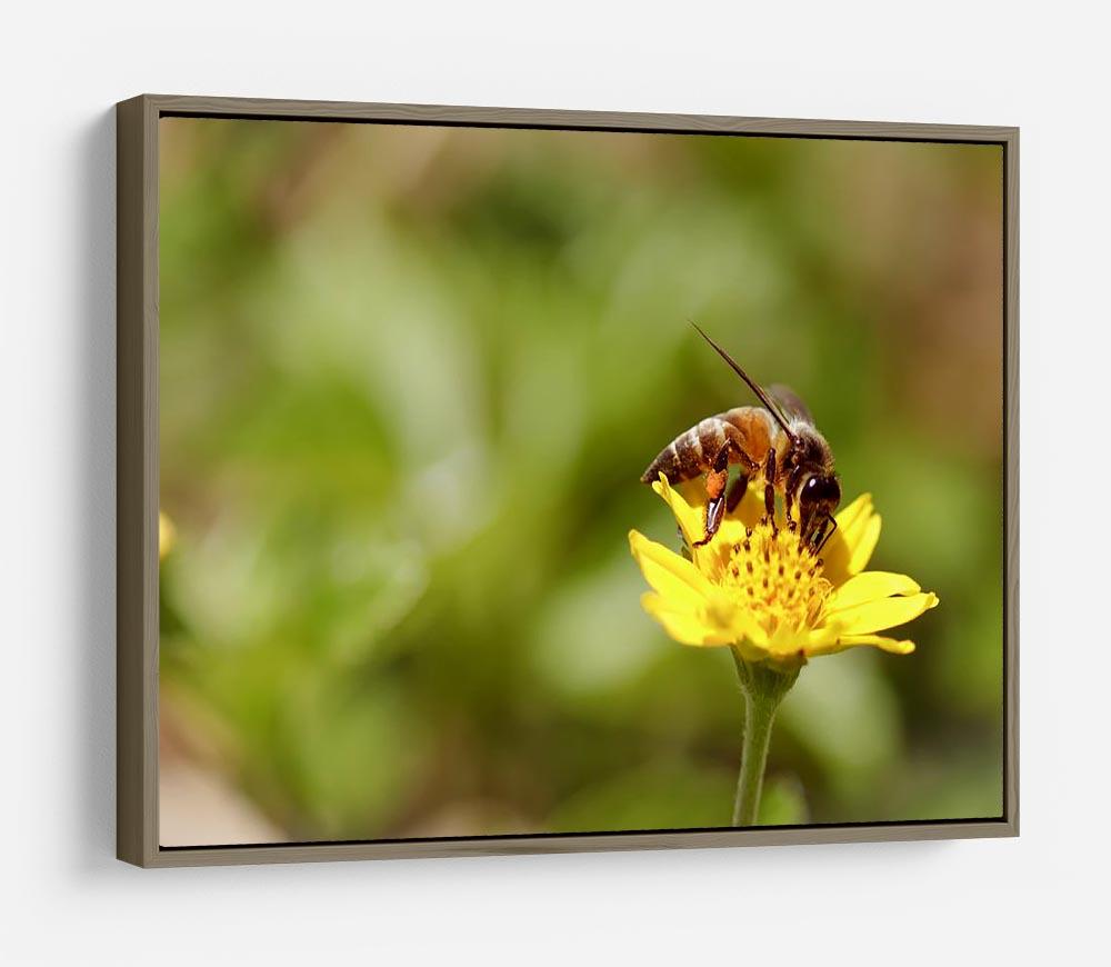 Bee and small sunflower HD Metal Print