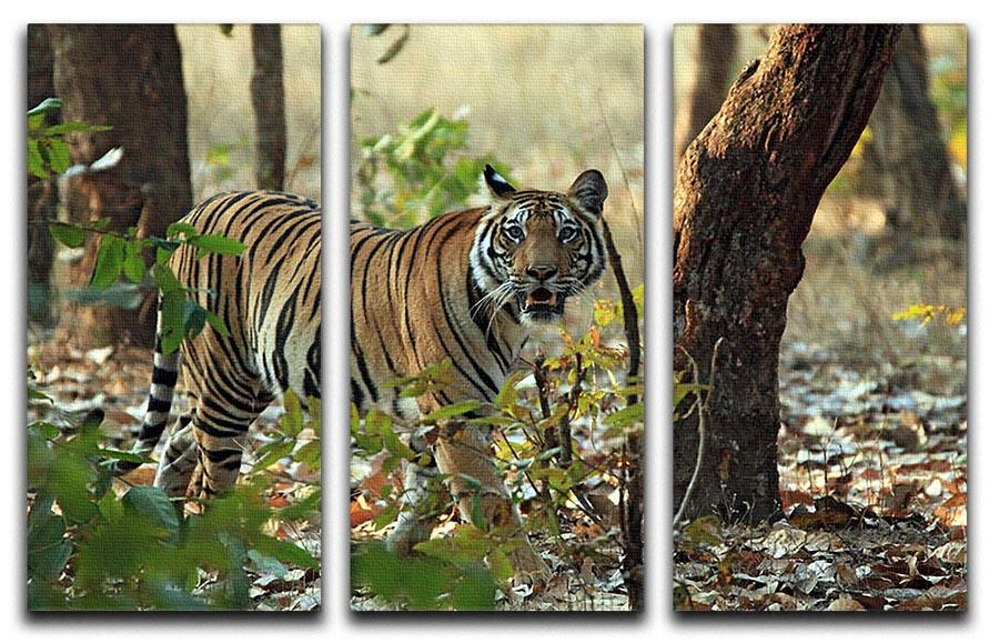 Bengal Tiger 3 Split Panel Canvas Print - Canvas Art Rocks - 1