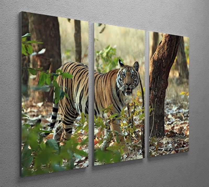 Bengal Tiger 3 Split Panel Canvas Print - Canvas Art Rocks - 2