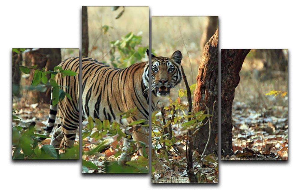 Bengal Tiger 4 Split Panel Canvas - Canvas Art Rocks - 1