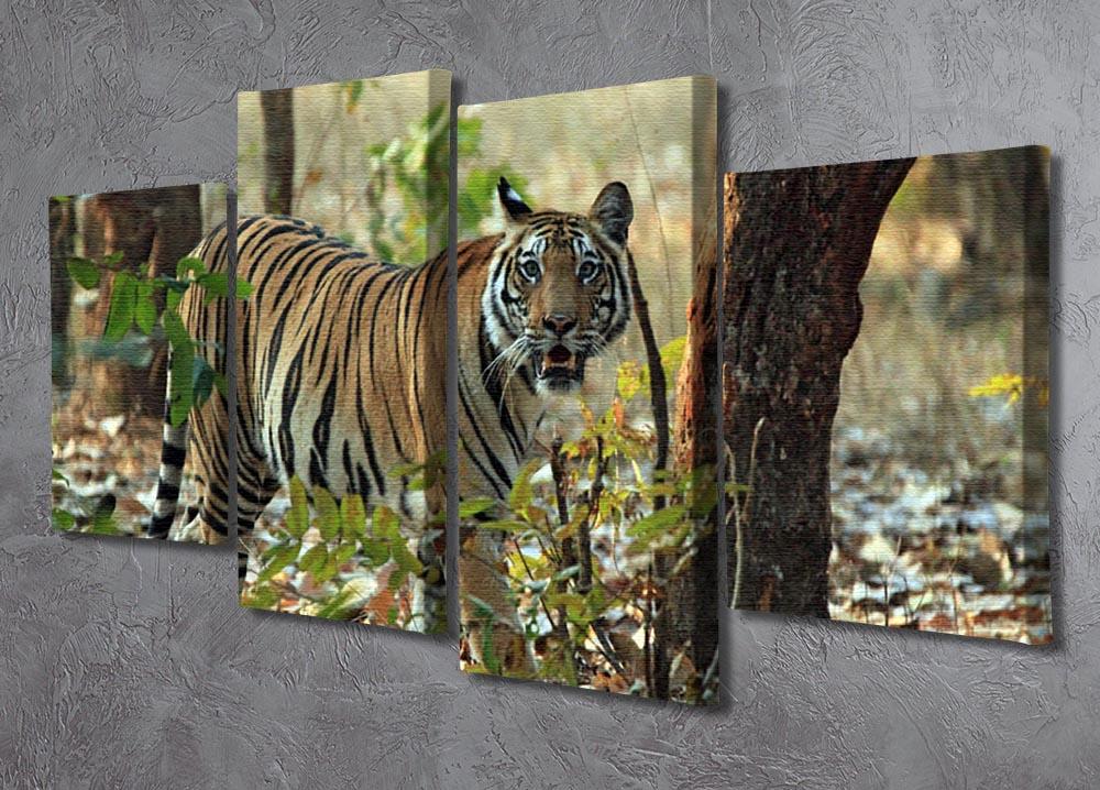 Bengal Tiger 4 Split Panel Canvas - Canvas Art Rocks - 2