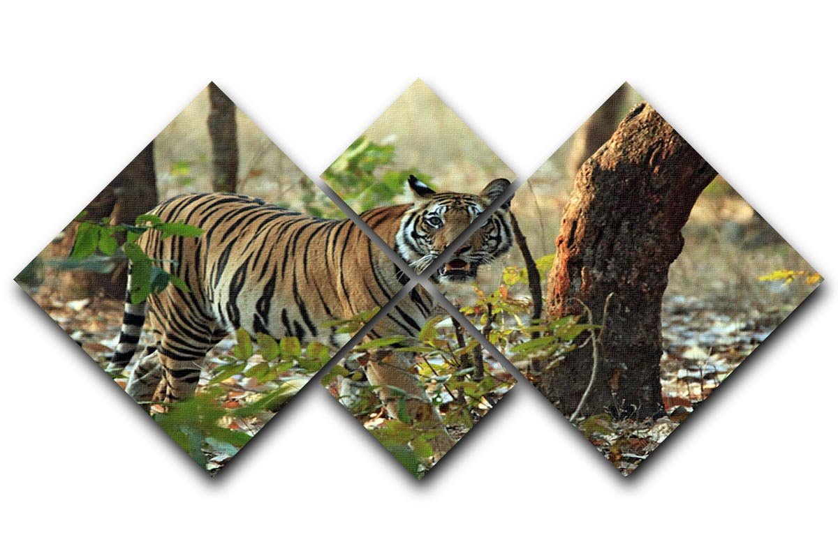 Bengal Tiger 4 Square Multi Panel Canvas - Canvas Art Rocks - 1