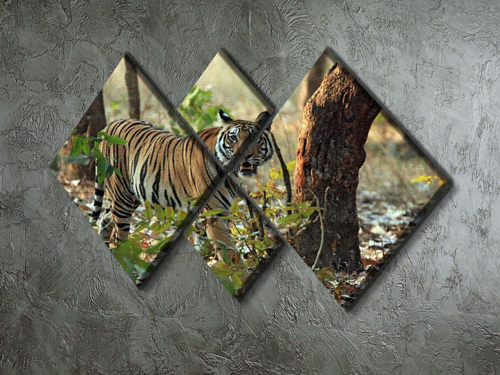 Bengal Tiger 4 Square Multi Panel Canvas - Canvas Art Rocks - 2