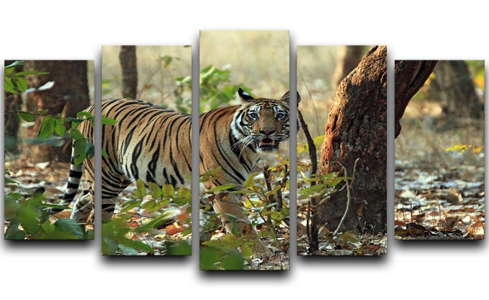 Bengal Tiger 5 Split Panel Canvas - Canvas Art Rocks - 1