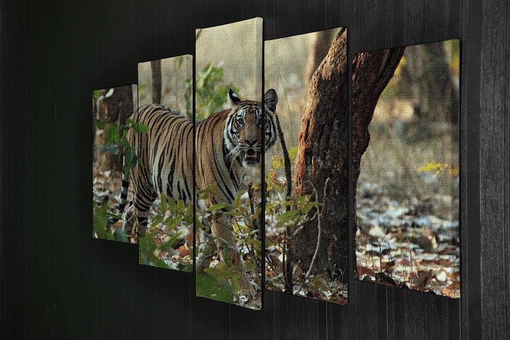 Bengal Tiger 5 Split Panel Canvas - Canvas Art Rocks - 2