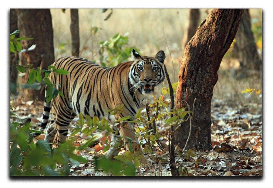 Bengal Tiger Canvas Print or Poster - Canvas Art Rocks - 1