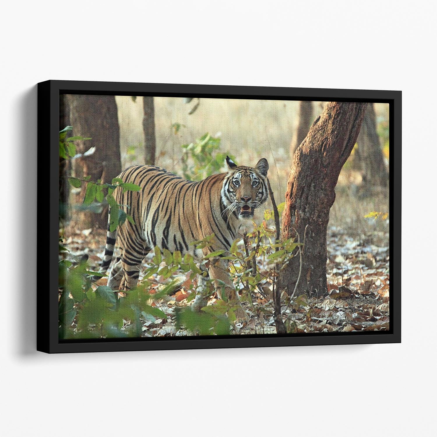 Bengal Tiger Floating Framed Canvas - Canvas Art Rocks - 1