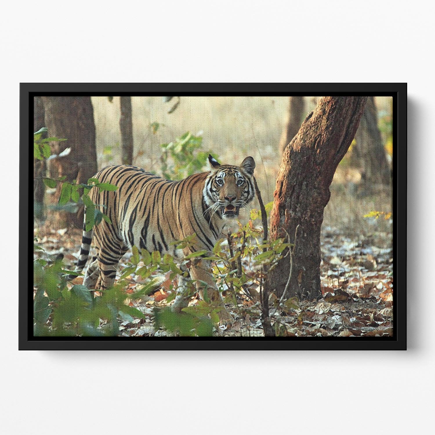 Bengal Tiger Floating Framed Canvas - Canvas Art Rocks - 2
