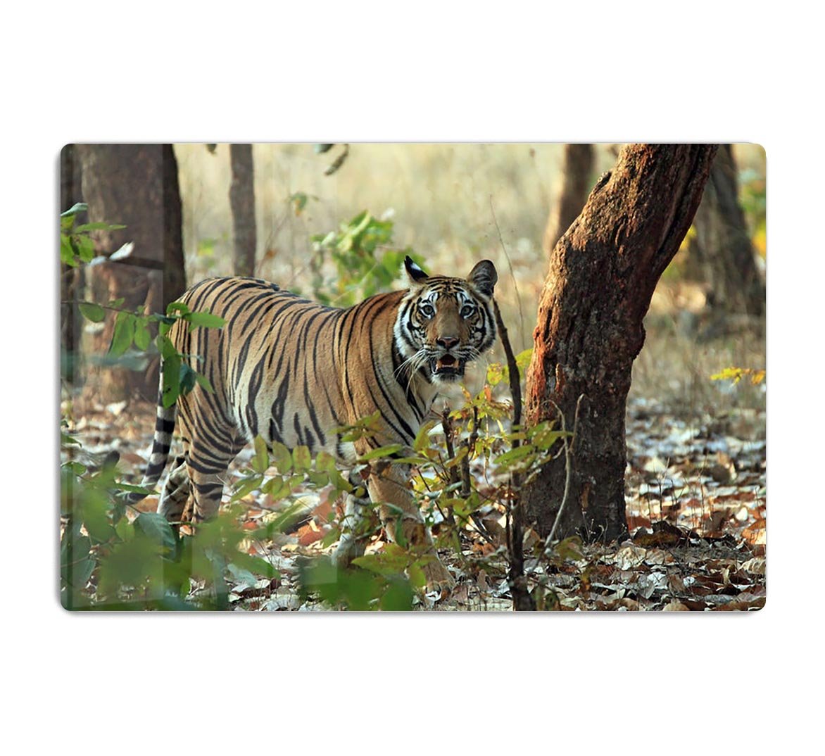Bengal Tiger HD Metal Print - Canvas Art Rocks - 1