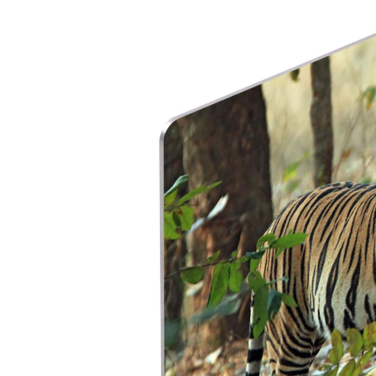 Bengal Tiger HD Metal Print - Canvas Art Rocks - 4