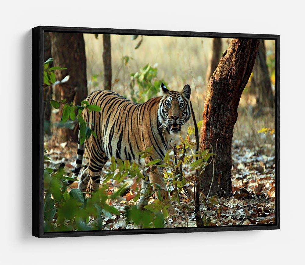 Bengal Tiger HD Metal Print - Canvas Art Rocks - 6