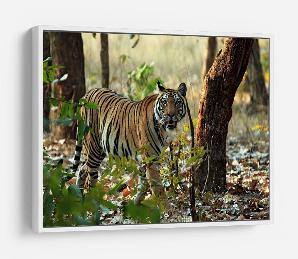 Bengal Tiger HD Metal Print - Canvas Art Rocks - 7
