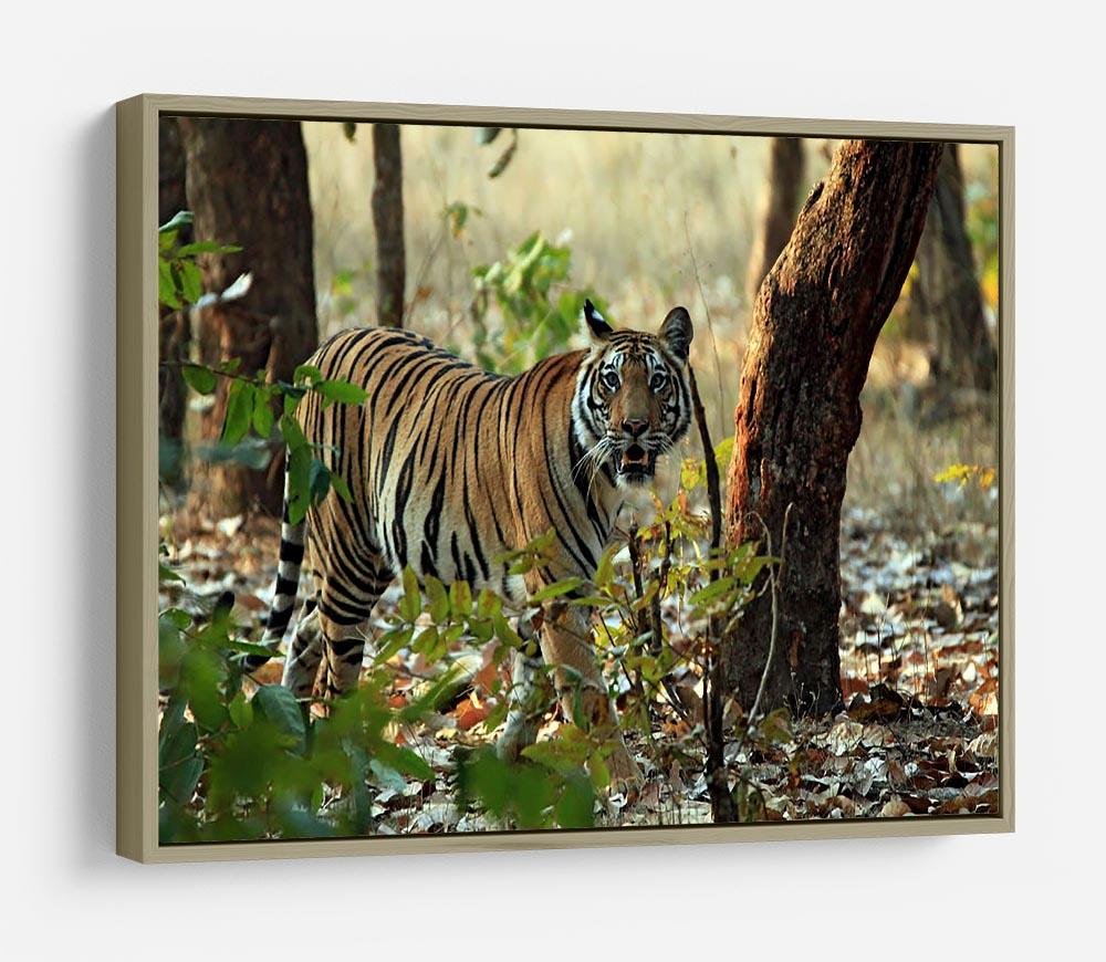 Bengal Tiger HD Metal Print - Canvas Art Rocks - 8