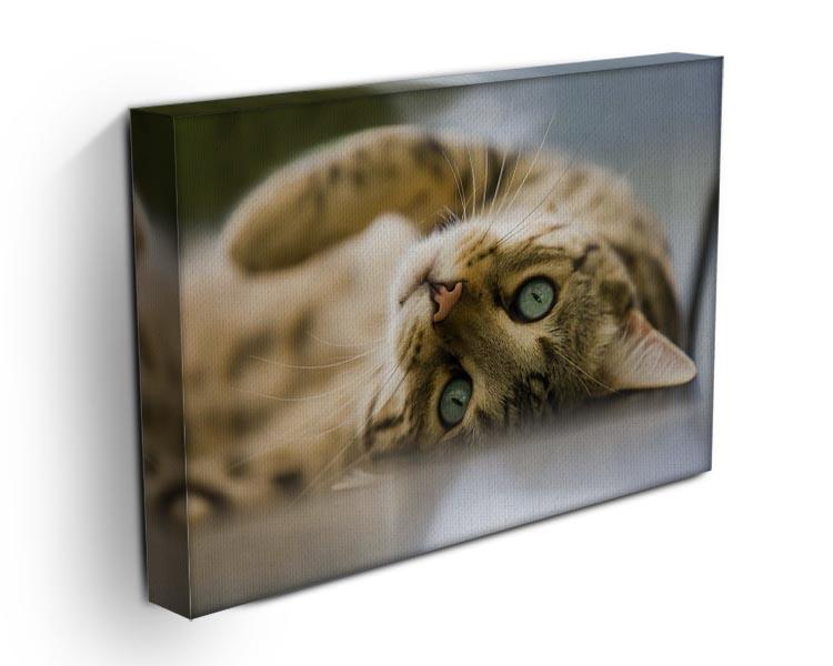 Bengal cat Canvas Print or Poster - Canvas Art Rocks - 3