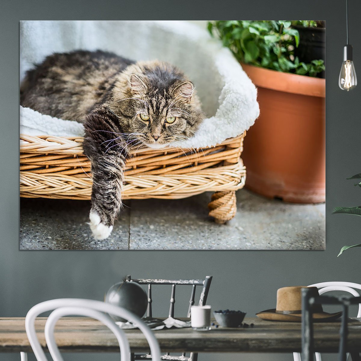 Big fluffy cat lying in wicker chaise sofa couch on balcony or garden terrace with flowers pot Canvas Print or Poster