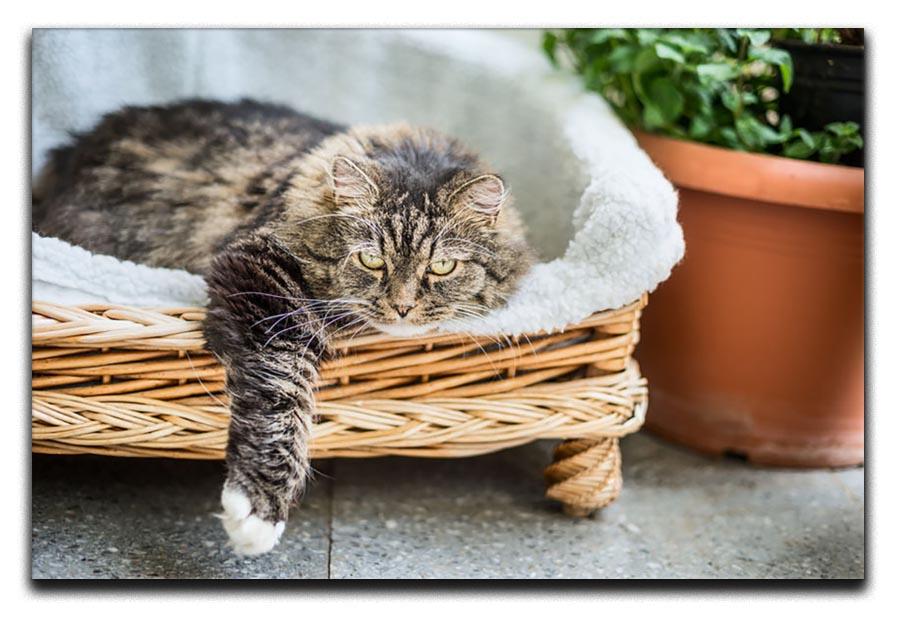 Big fluffy cat lying in wicker chaise sofa couch on balcony or garden terrace with flowers pot Canvas Print or Poster - Canvas Art Rocks - 1