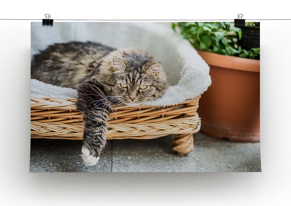 Big fluffy cat lying in wicker chaise sofa couch on balcony or garden terrace with flowers pot Canvas Print or Poster - Canvas Art Rocks - 2