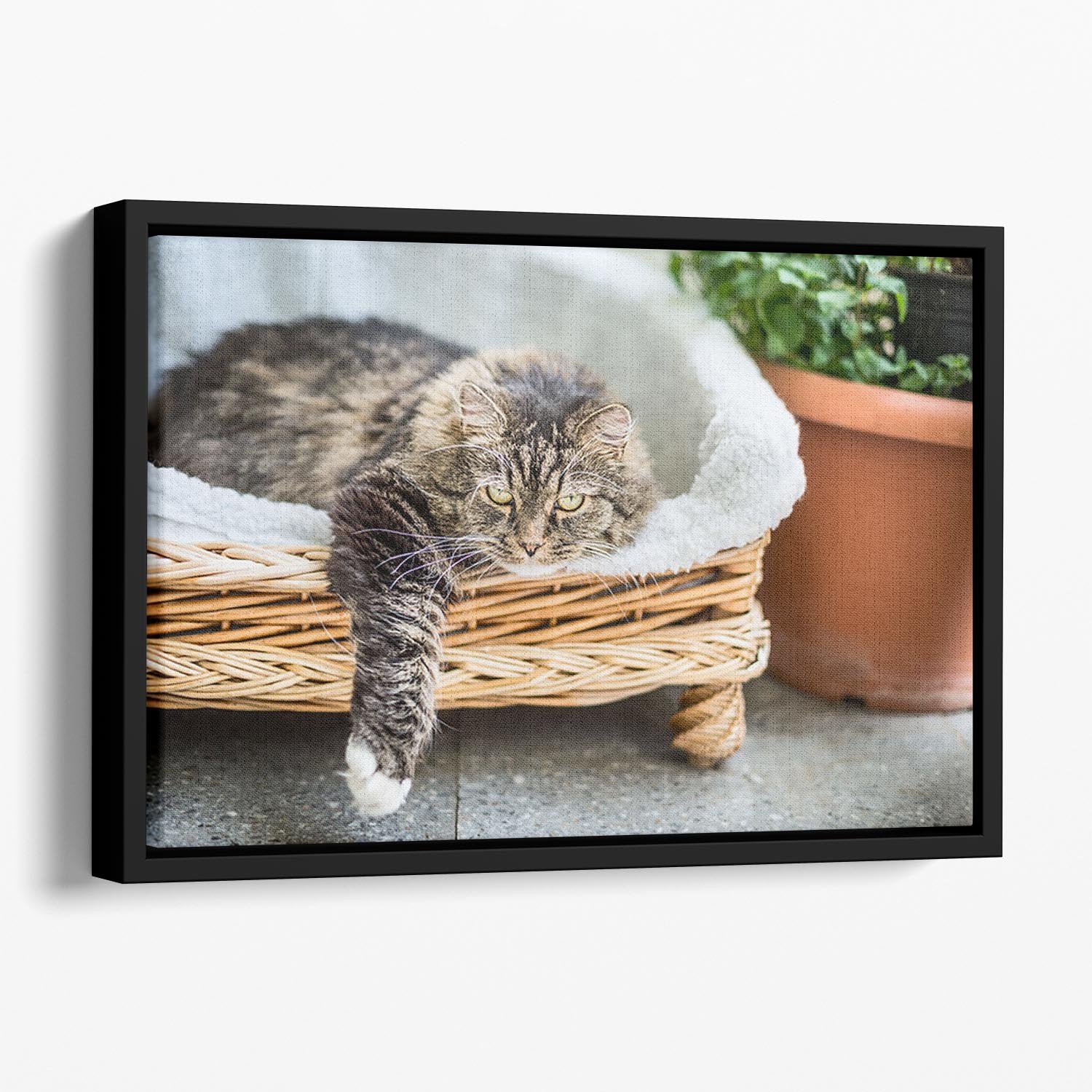 Big fluffy cat lying in wicker chaise sofa couch on balcony or garden terrace with flowers pot Floating Framed Canvas - Canvas Art Rocks - 1