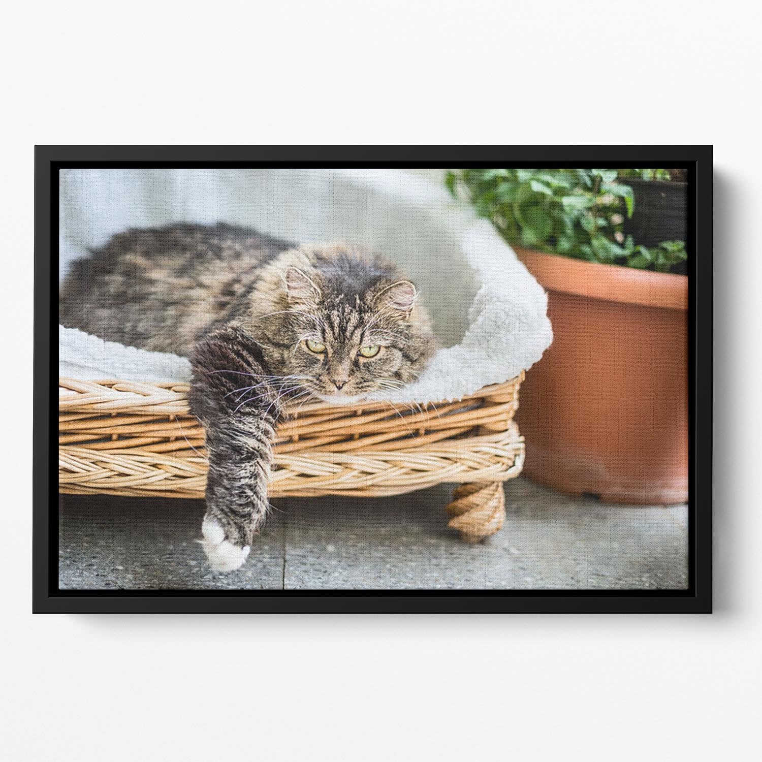 Big fluffy cat lying in wicker chaise sofa couch on balcony or garden terrace with flowers pot Floating Framed Canvas - Canvas Art Rocks - 2