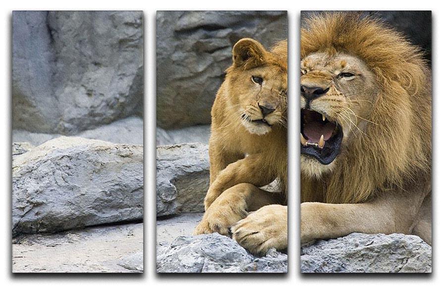 Big lion father and his son playing 3 Split Panel Canvas Print - Canvas Art Rocks - 1