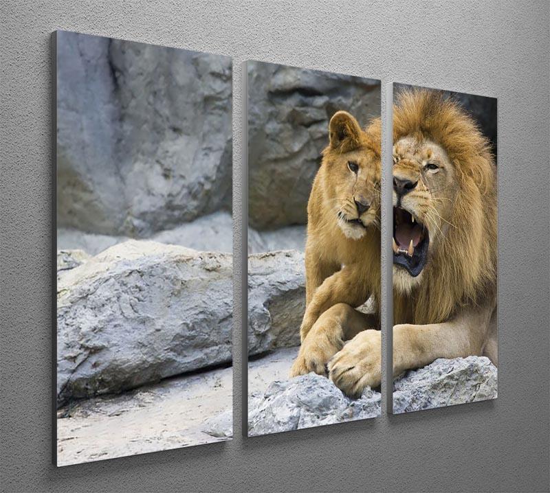 Big lion father and his son playing 3 Split Panel Canvas Print - Canvas Art Rocks - 2