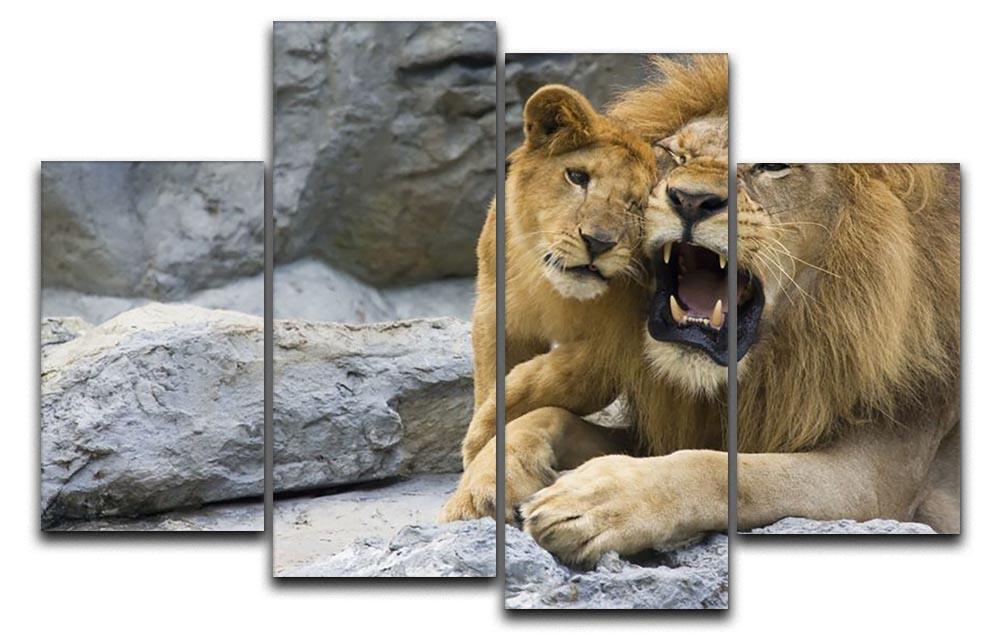 Big lion father and his son playing 4 Split Panel Canvas - Canvas Art Rocks - 1