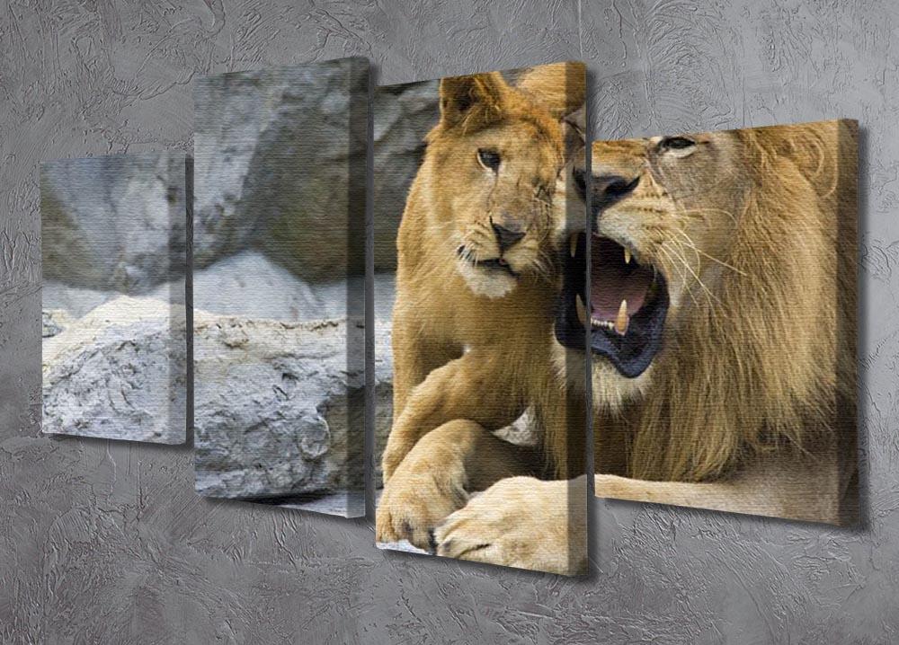 Big lion father and his son playing 4 Split Panel Canvas - Canvas Art Rocks - 2
