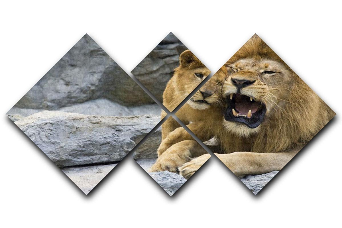 Big lion father and his son playing 4 Square Multi Panel Canvas - Canvas Art Rocks - 1