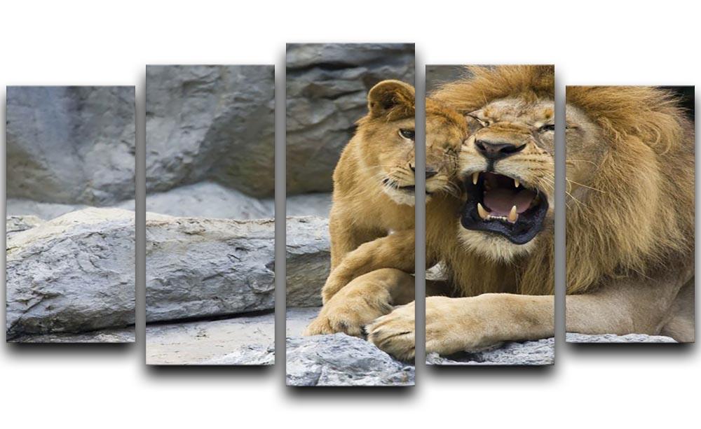 Big lion father and his son playing 5 Split Panel Canvas - Canvas Art Rocks - 1