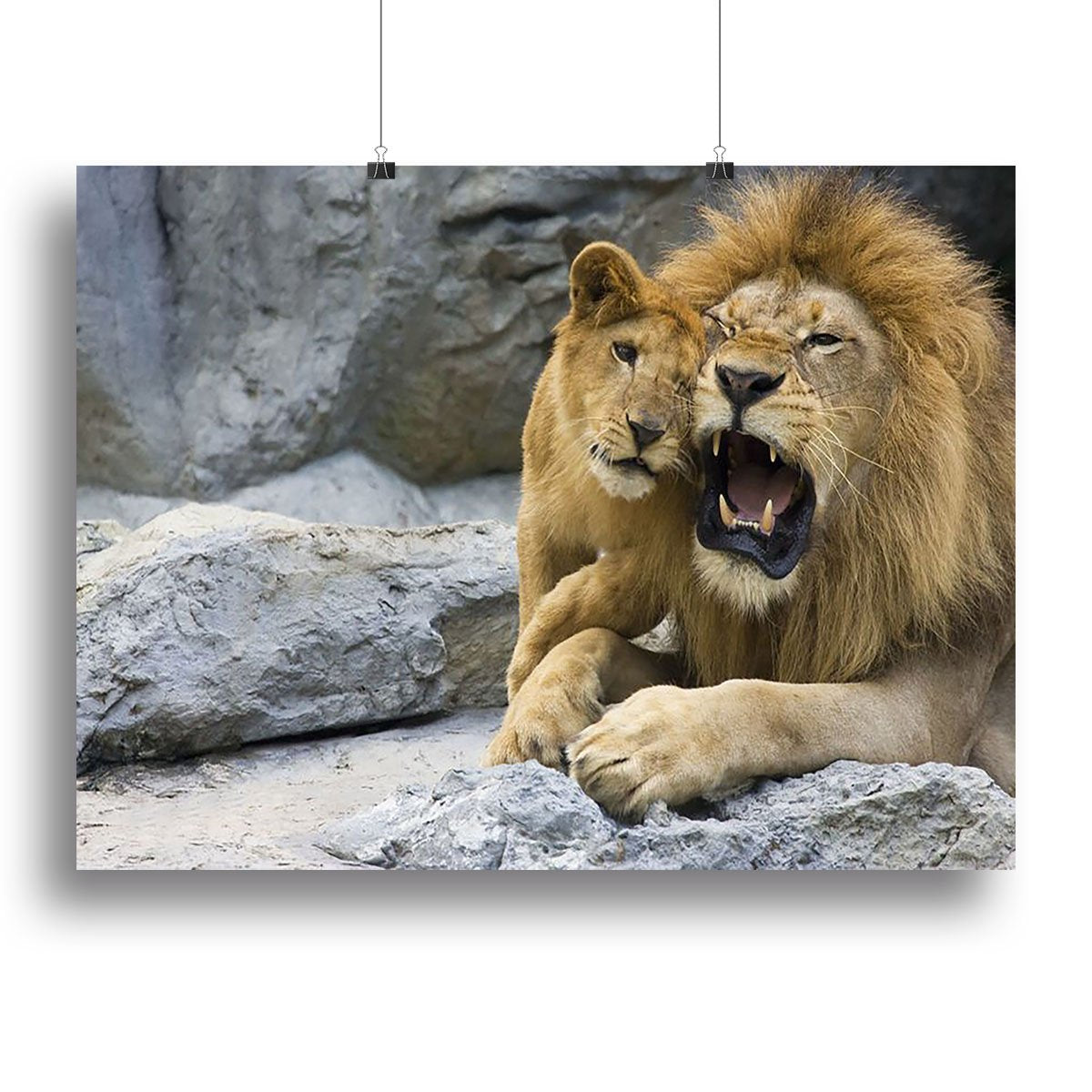 Big lion father and his son playing Canvas Print or Poster