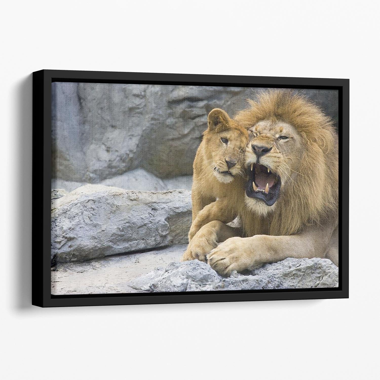 Big lion father and his son playing Floating Framed Canvas - Canvas Art Rocks - 1