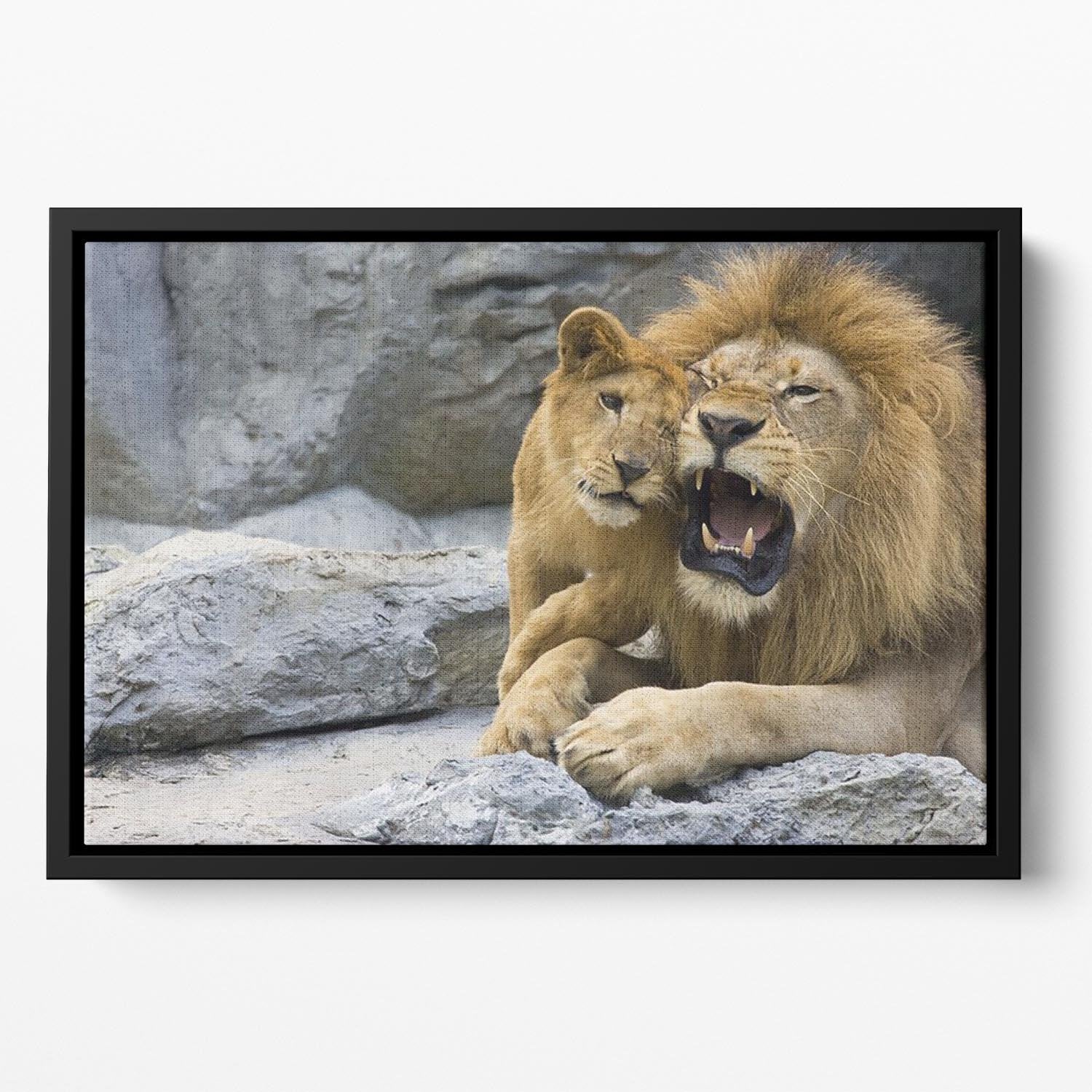 Big lion father and his son playing Floating Framed Canvas - Canvas Art Rocks - 2