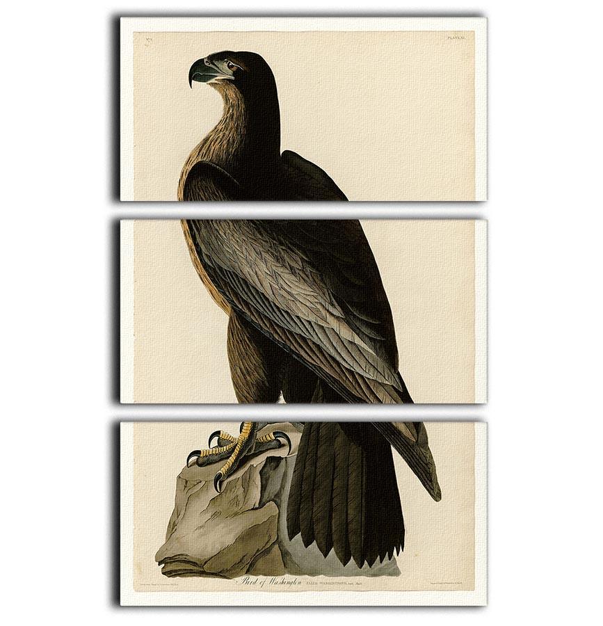 Bird of Washington by Audubon 3 Split Panel Canvas Print - Canvas Art Rocks - 1