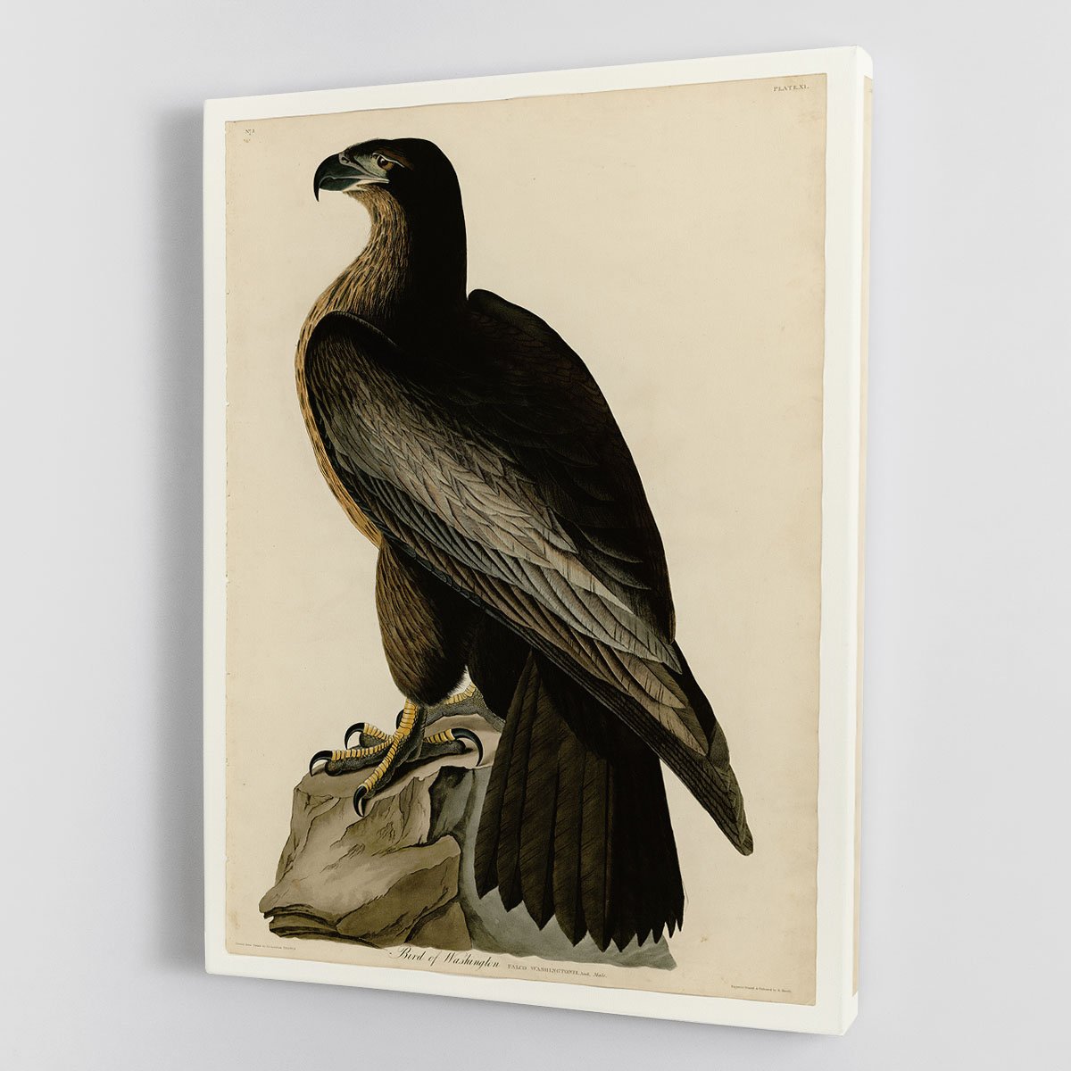 Bird of Washington by Audubon Canvas Print or Poster