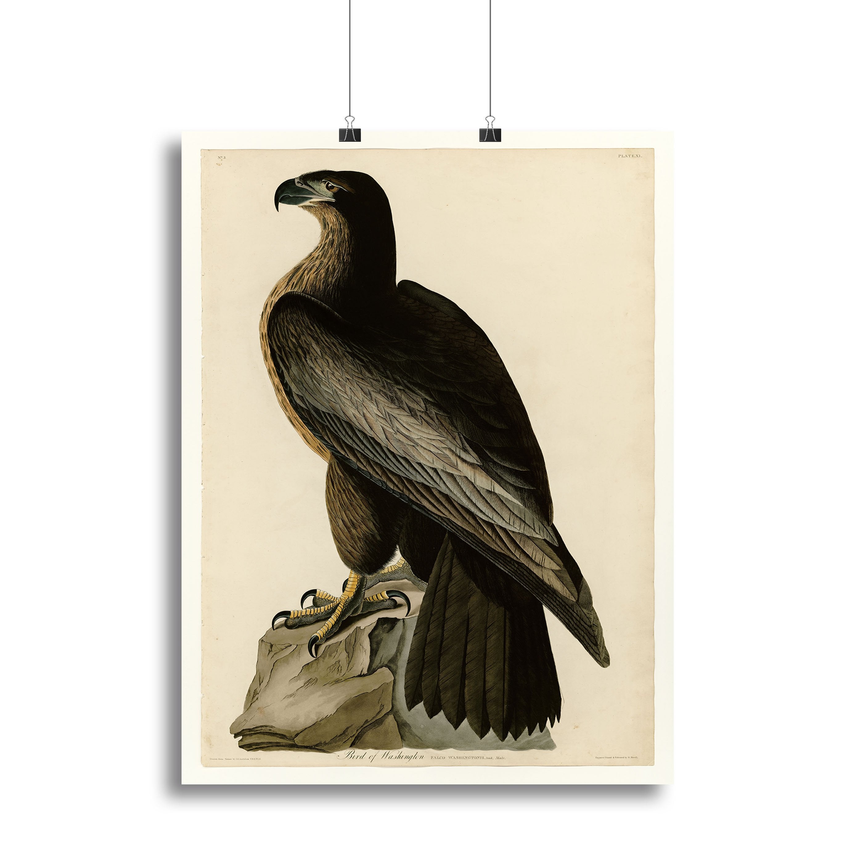 Bird of Washington by Audubon Canvas Print or Poster