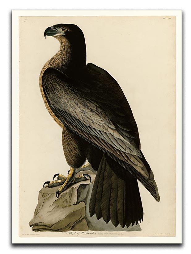 Bird of Washington by Audubon Canvas Print or Poster - Canvas Art Rocks - 1