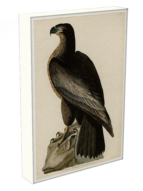 Bird of Washington by Audubon Canvas Print or Poster - Canvas Art Rocks - 3