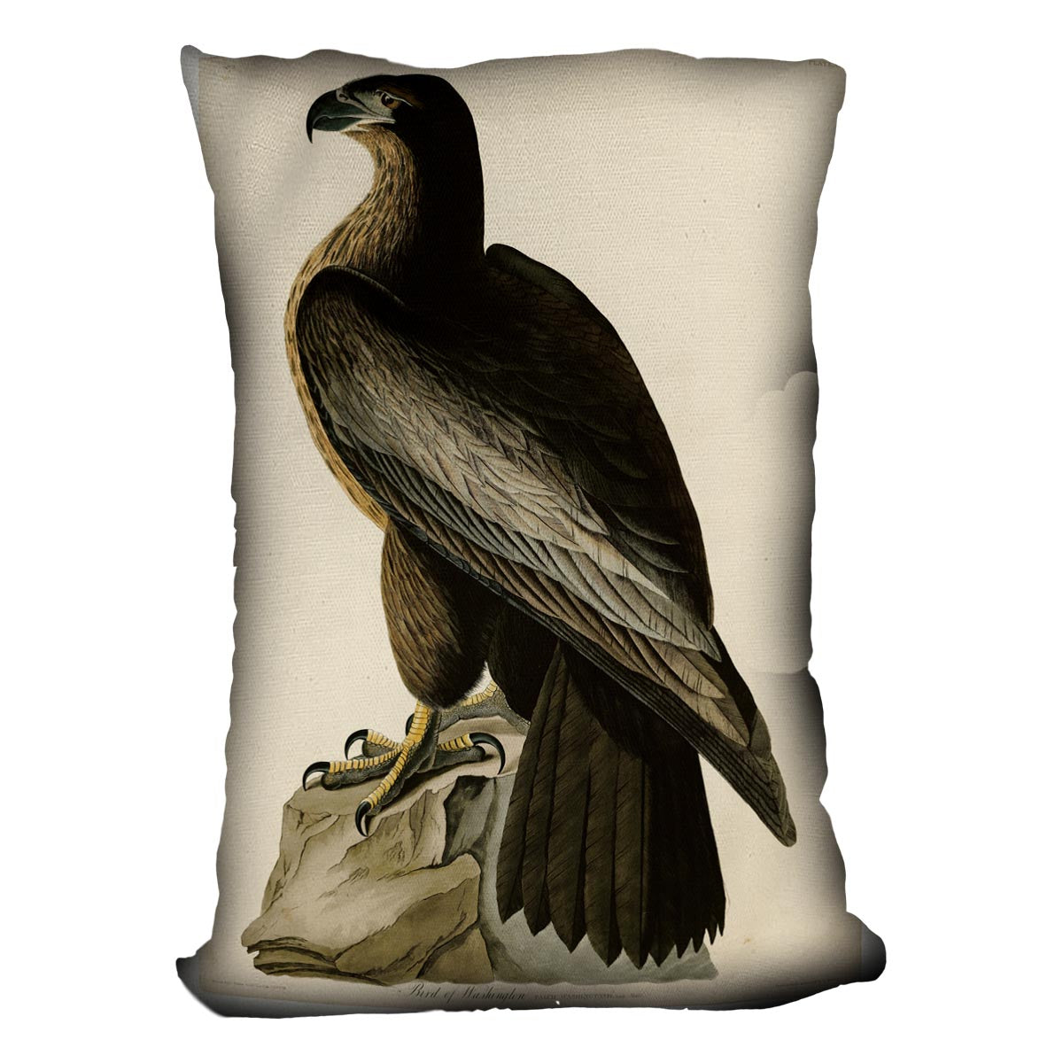 Bird of Washington by Audubon Cushion