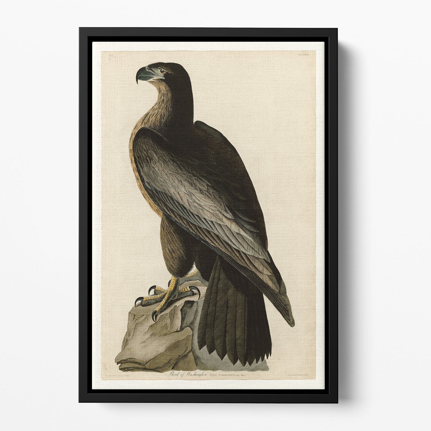 Bird of Washington by Audubon Floating Framed Canvas