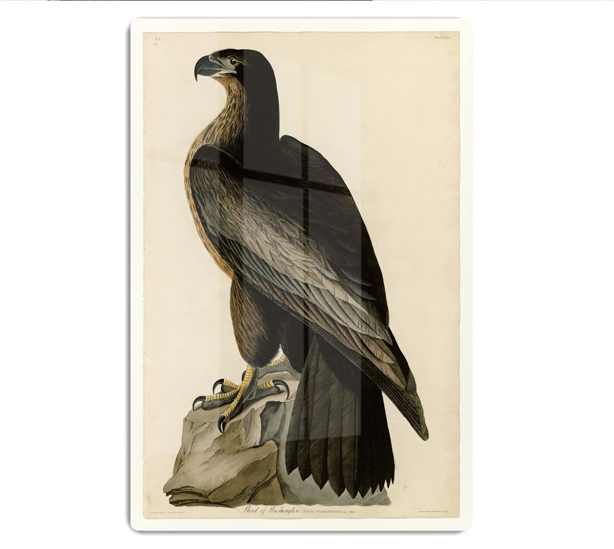Bird of Washington by Audubon HD Metal Print - Canvas Art Rocks - 1