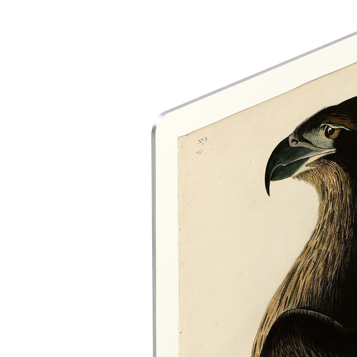 Bird of Washington by Audubon HD Metal Print - Canvas Art Rocks - 4
