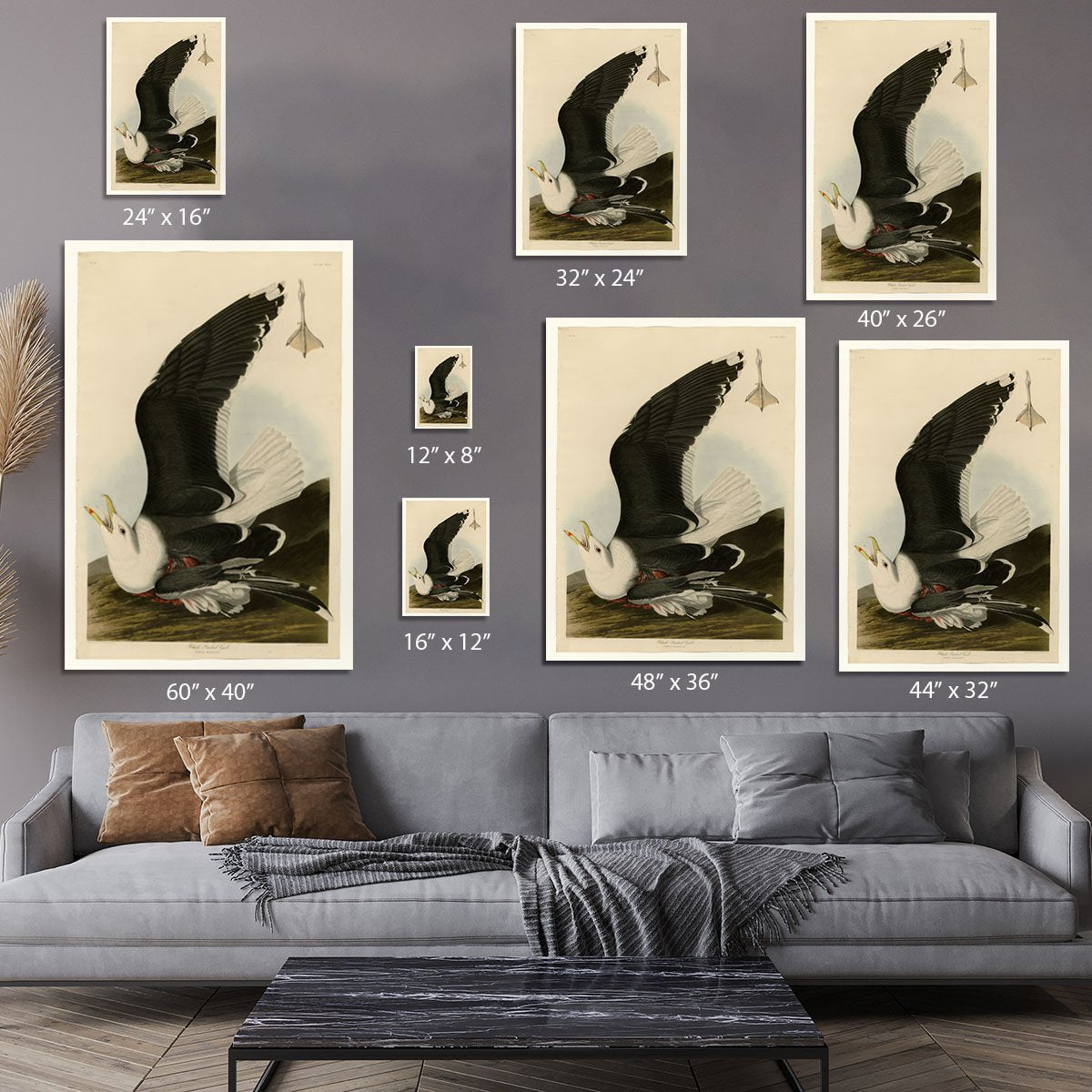 Black Backed Gull by Audubon Canvas Print or Poster