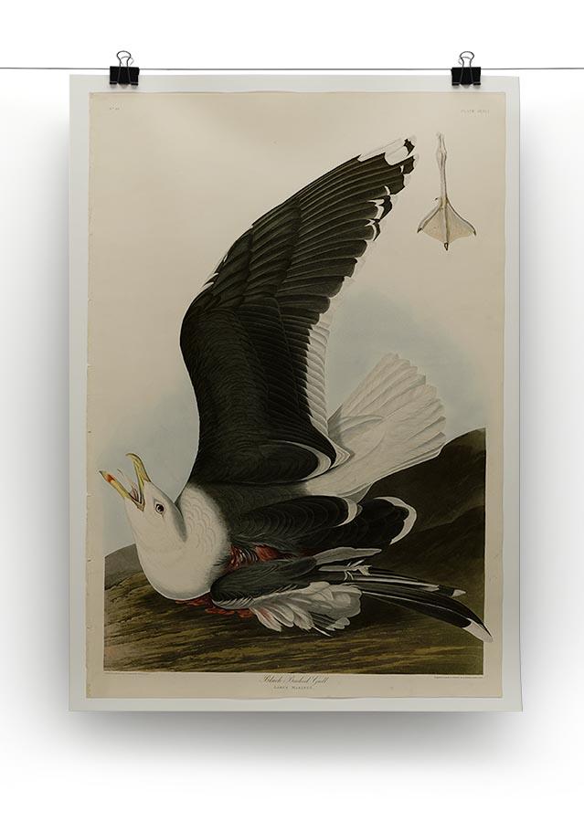 Black Backed Gull by Audubon Canvas Print or Poster - Canvas Art Rocks - 2